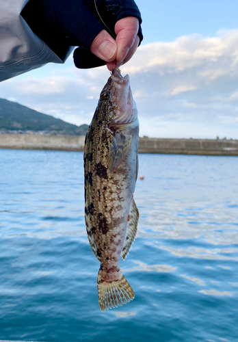 アイナメの釣果