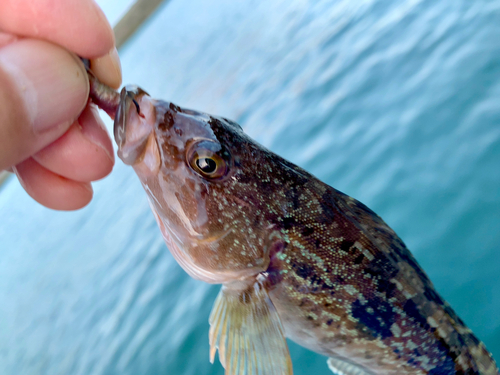 アイナメの釣果