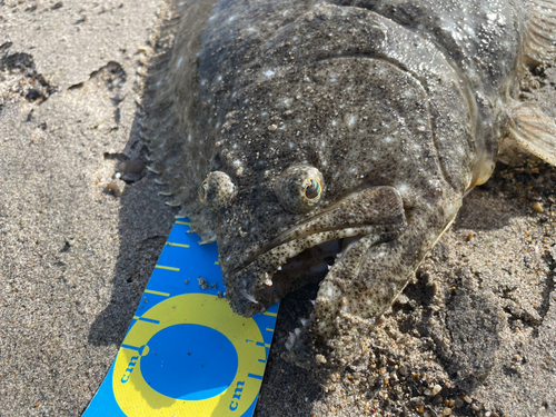 ヒラメの釣果