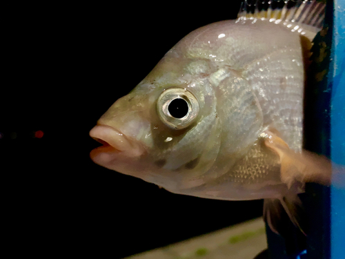 タナゴの釣果