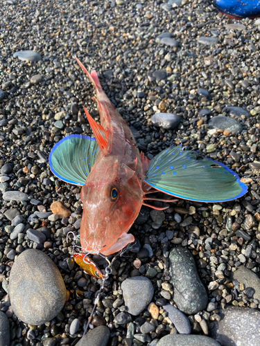 ホウボウの釣果