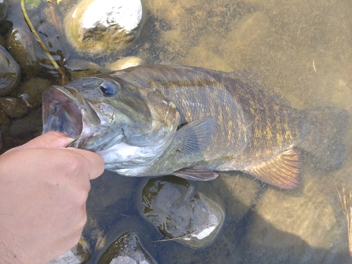 スモールマウスバスの釣果