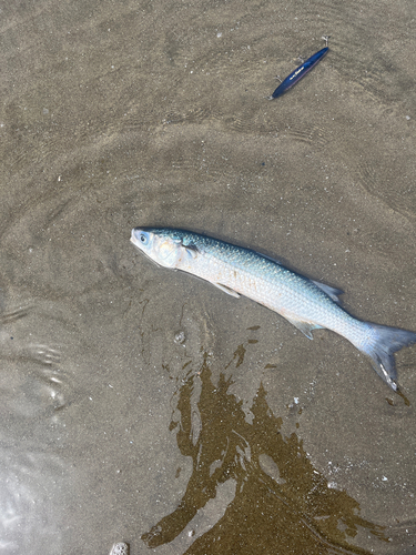 ボラの釣果