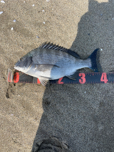 チヌの釣果