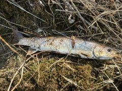 アメマスの釣果