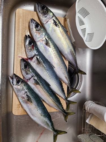 サバの釣果