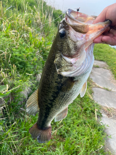 秋ヶ瀬公園