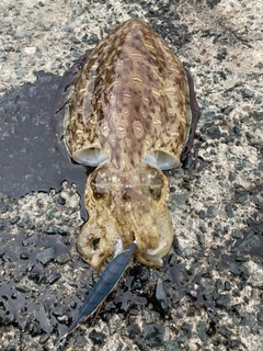 コウイカの釣果