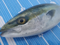 ハマチの釣果