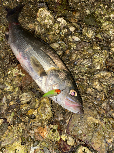 シーバスの釣果