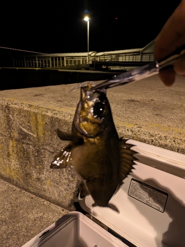 シロメバルの釣果