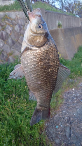 フナの釣果