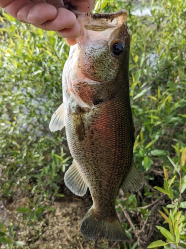 ラージマウスバスの釣果