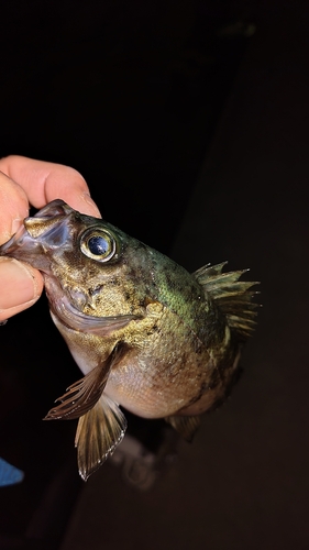 メバルの釣果