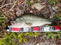 ブラックバスの釣果