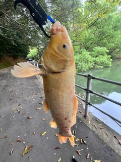 コイの釣果