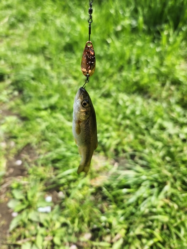 カワムツの釣果