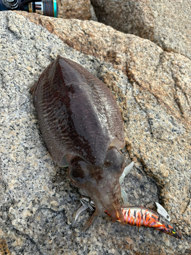 コウイカの釣果