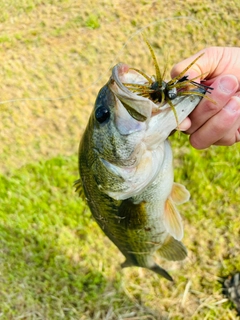 釣果