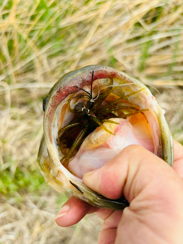 釣果