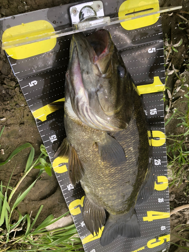 スモールマウスバスの釣果