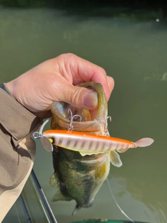 ラージマウスバスの釣果