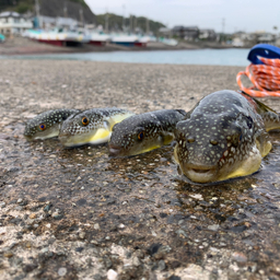 ショウサイフグ