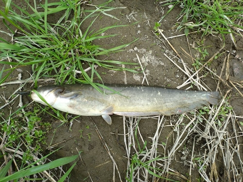 ナマズの釣果