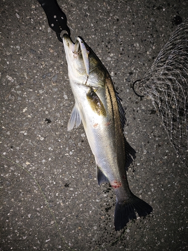 フッコ（マルスズキ）の釣果