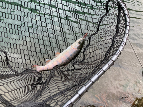 ニジマスの釣果