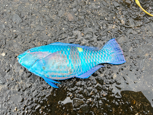 オビブダイの釣果