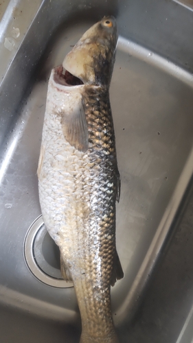 メナダの釣果