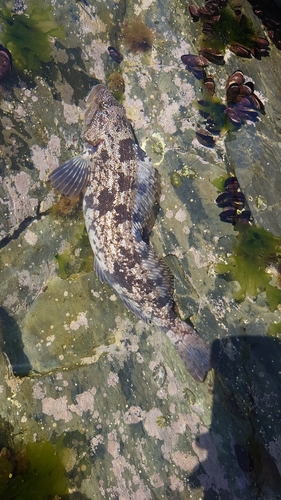 アイナメの釣果