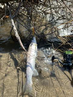 アメマスの釣果