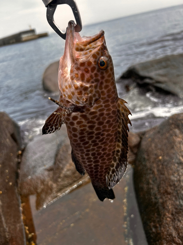 オオモンハタの釣果