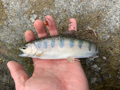 ヤマメの釣果