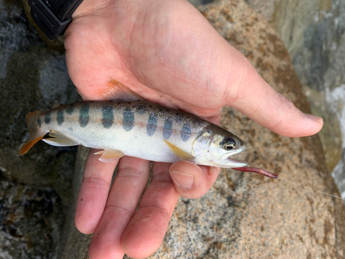 ヤマメの釣果