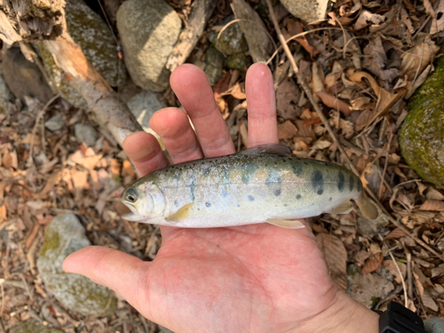 ヤマメの釣果