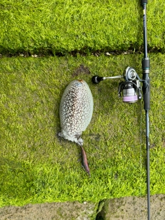 シリヤケイカの釣果