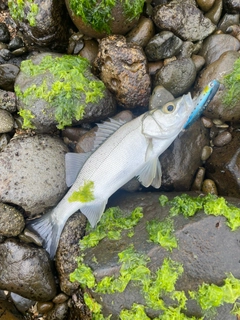 セイゴ（マルスズキ）の釣果