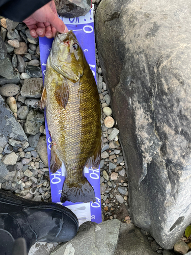 スモールマウスバスの釣果