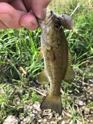 スモールマウスバスの釣果