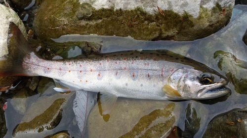 アマゴの釣果