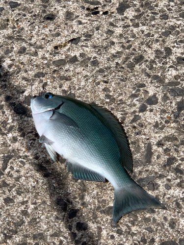 クロの釣果