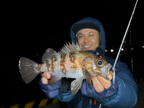 シロメバルの釣果