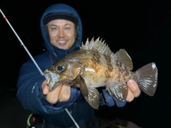 シロメバルの釣果