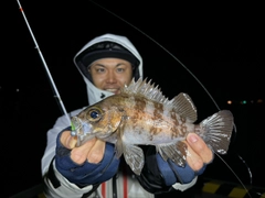 シロメバルの釣果