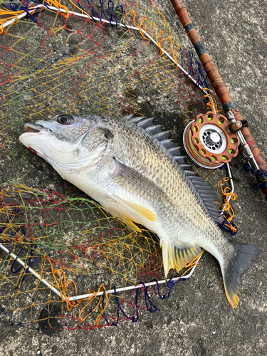 キビレの釣果