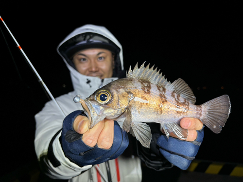 シロメバルの釣果