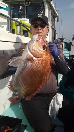 マダイの釣果